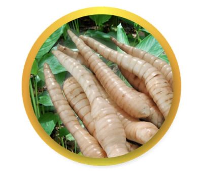 umbi-garut-bulat